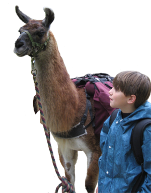 Llamas are great with kids