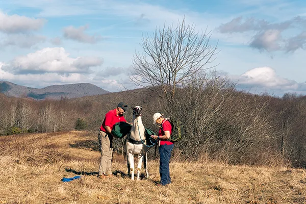 llama trek near Max Patch