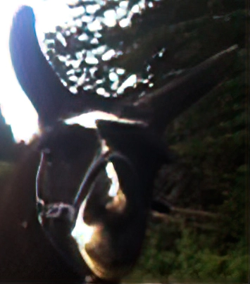 Sid